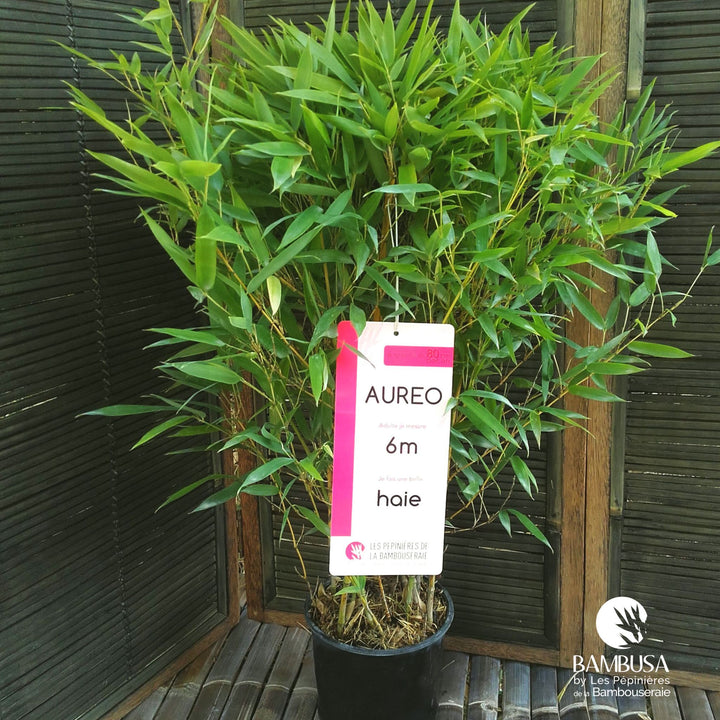 Phyllostachys aureosulcata &