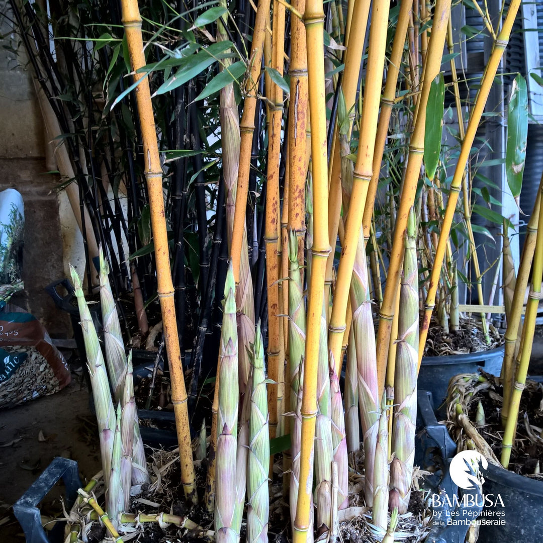 Phyllostachys aureosulcata &