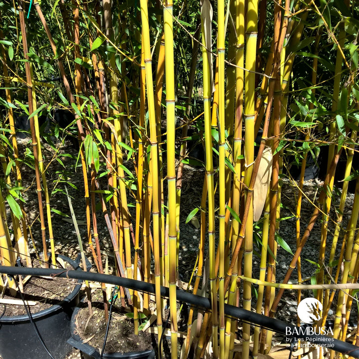 Phyllostachys aureosulcata &
