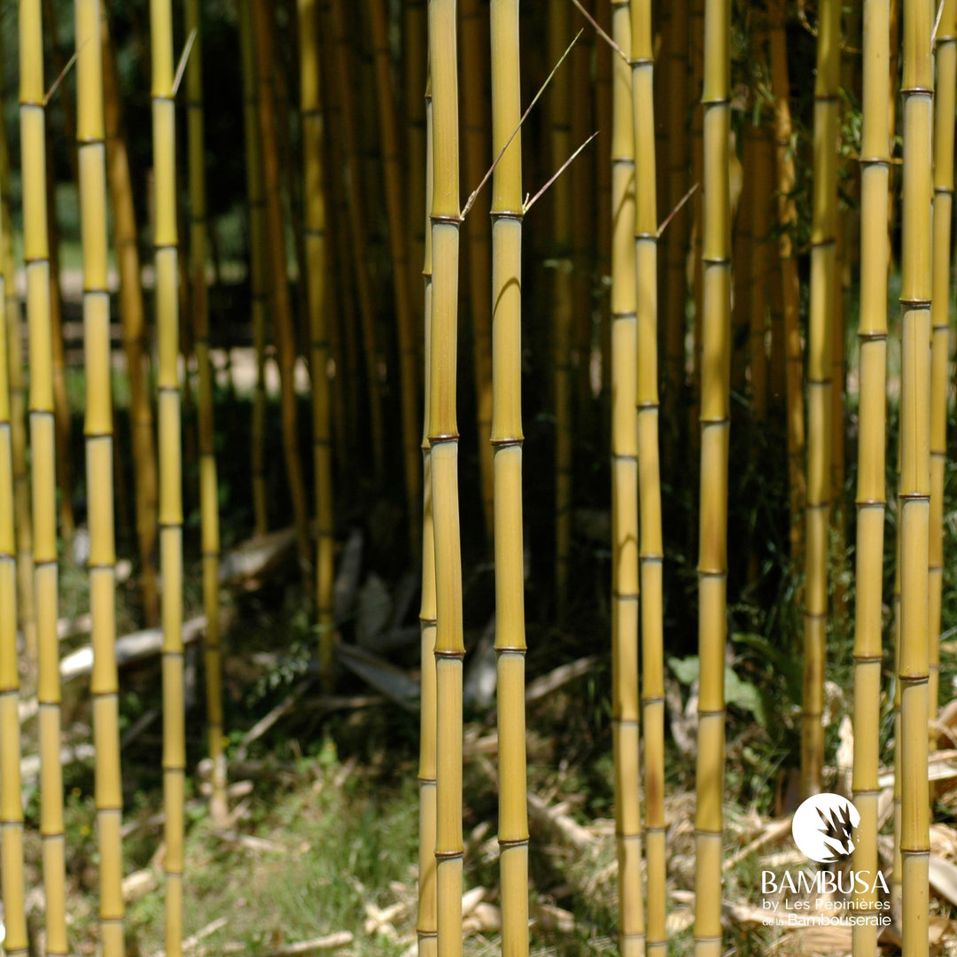 Phyllostachys aureosulcata &