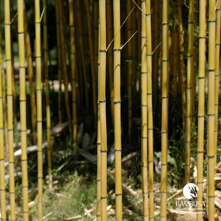 Phyllostachys aureosulcata &