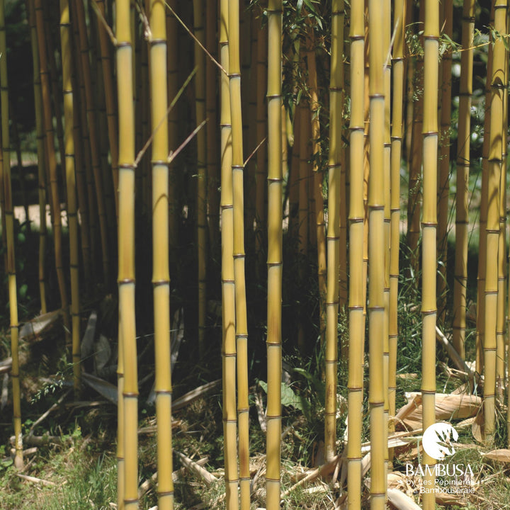 Phyllostachys aureosulcata &