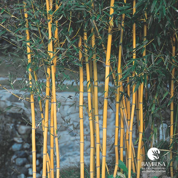 Phyllostachys aureosulcata &