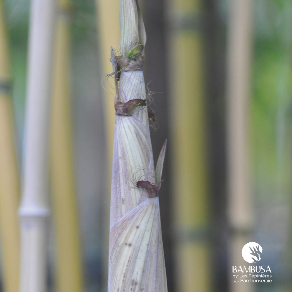 Phyllostachys aureosulcata 'Aureocaulis' aux chaumes jaunes