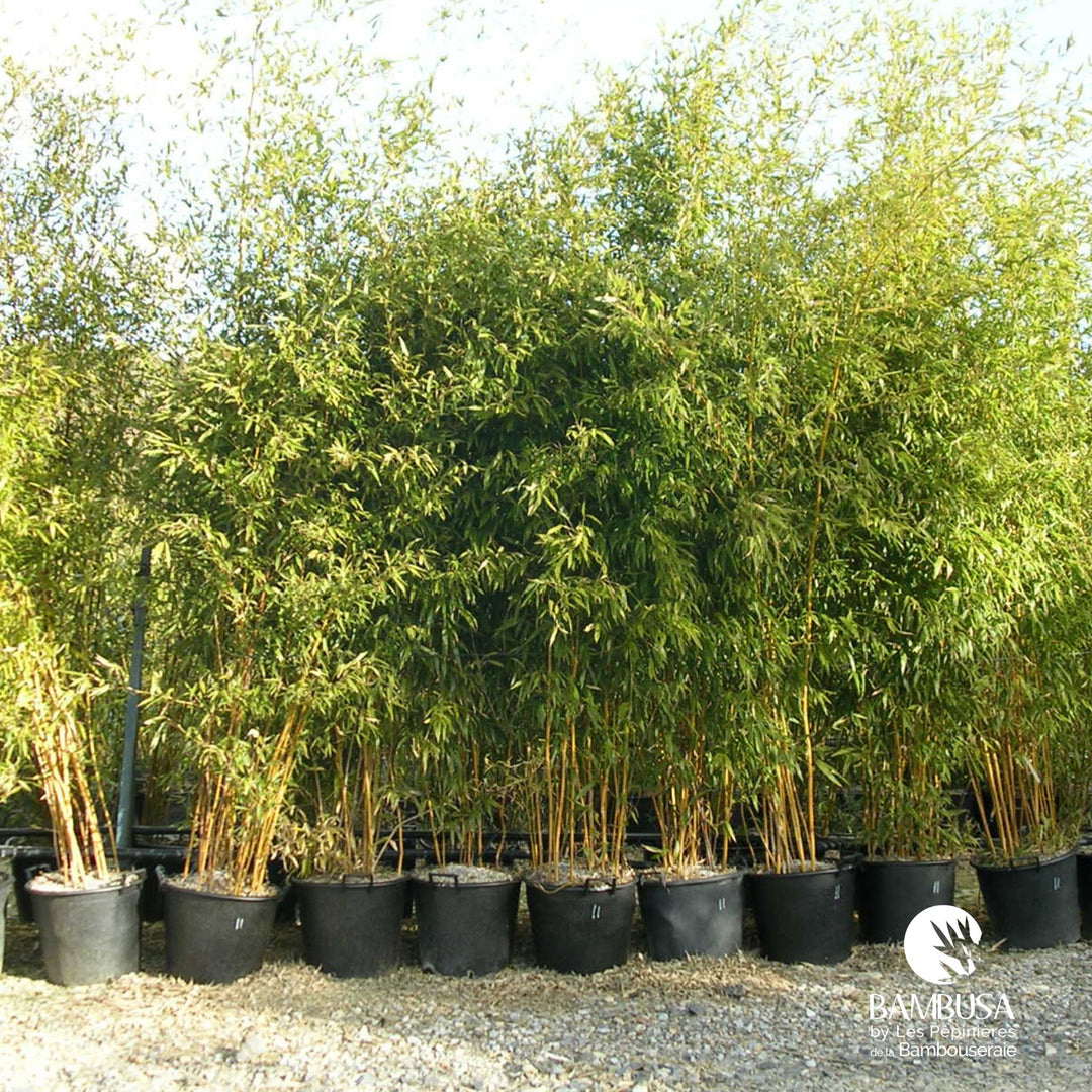 Phyllostachys aureosulcata &