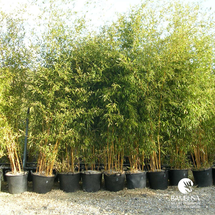 Phyllostachys aureosulcata &
