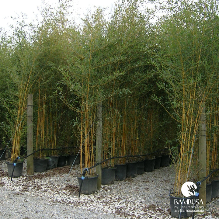 Phyllostachys aureosulcata &