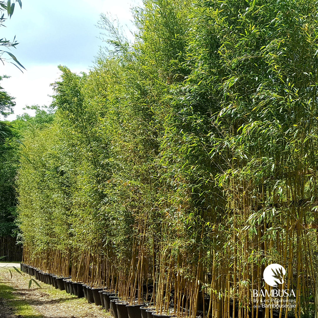 Phyllostachys aureosulcata &