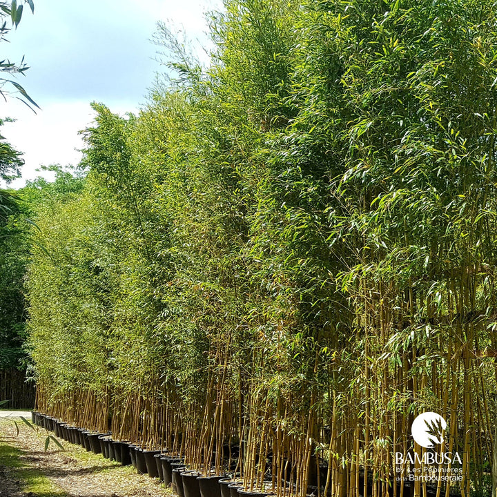 Phyllostachys aureosulcata &