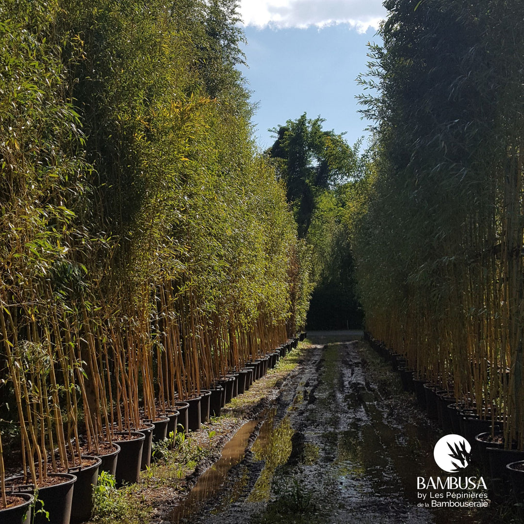 Phyllostachys aureosulcata &