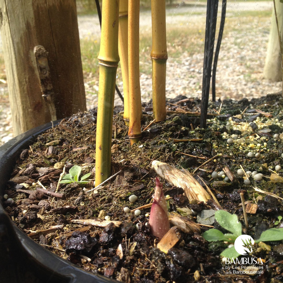 Phyllostachys aureosulcata &