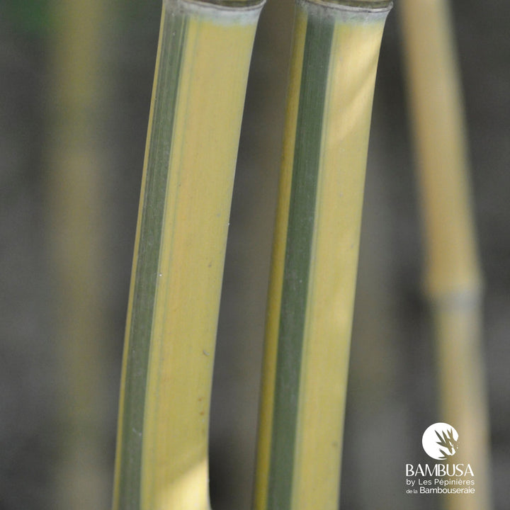 Phyllostachys aureosulcata &
