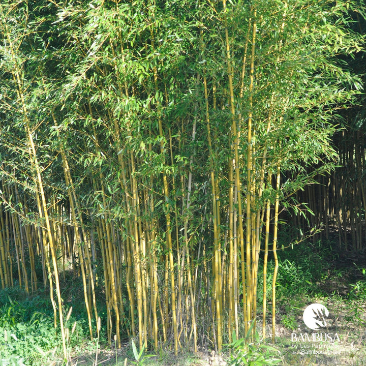 Phyllostachys aureosulcata &