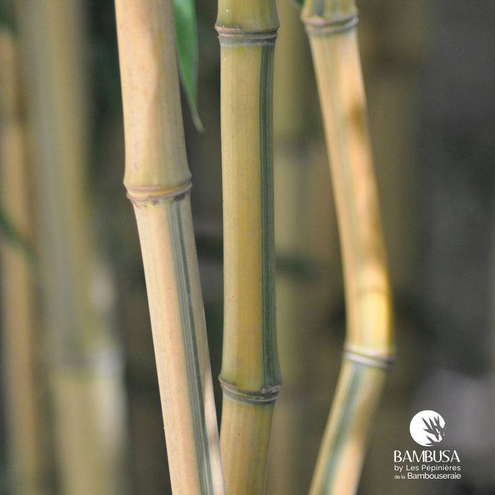 Phyllostachys aureosulcata &