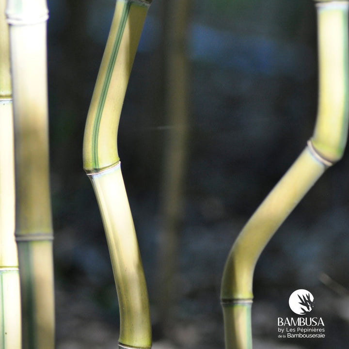 Phyllostachys aureosulcata &