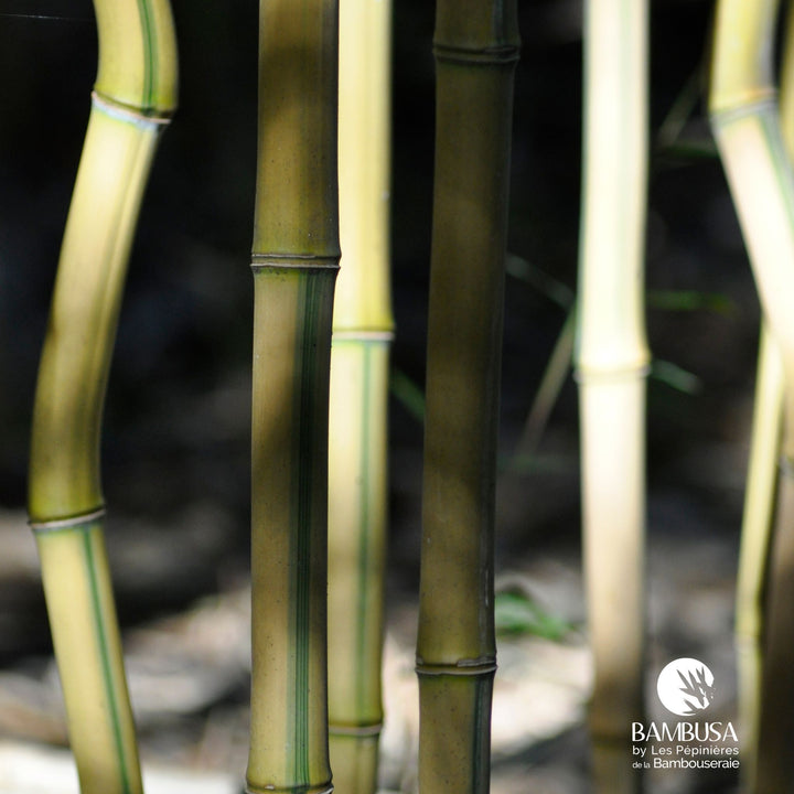 Phyllostachys aureosulcata &
