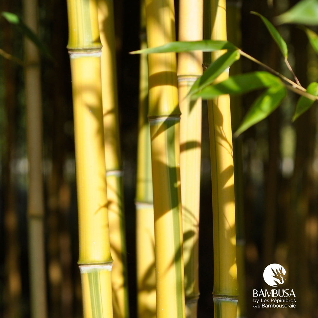 Phyllostachys aureosulcata &