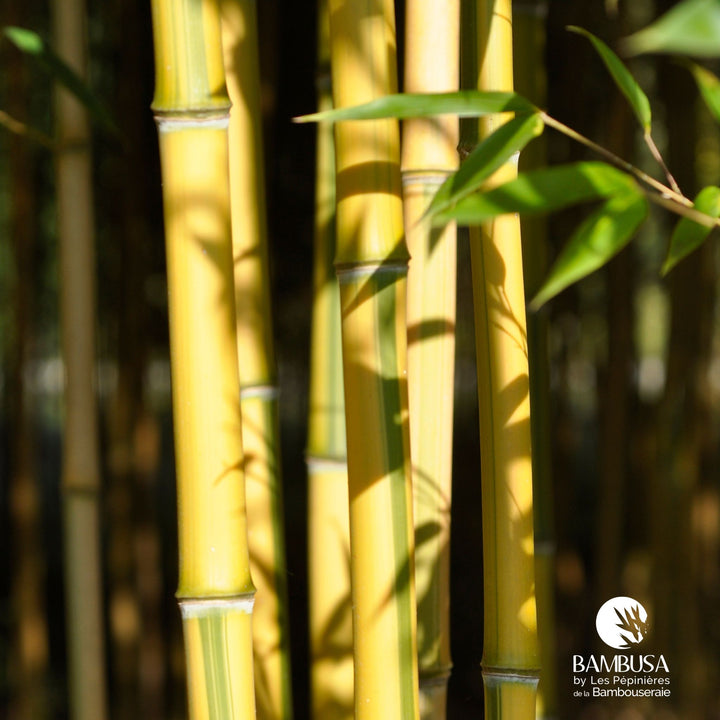 Phyllostachys aureosulcata &