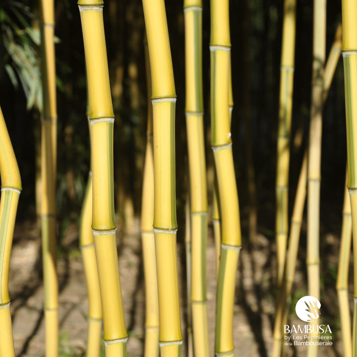 Phyllostachys aureosulcata &