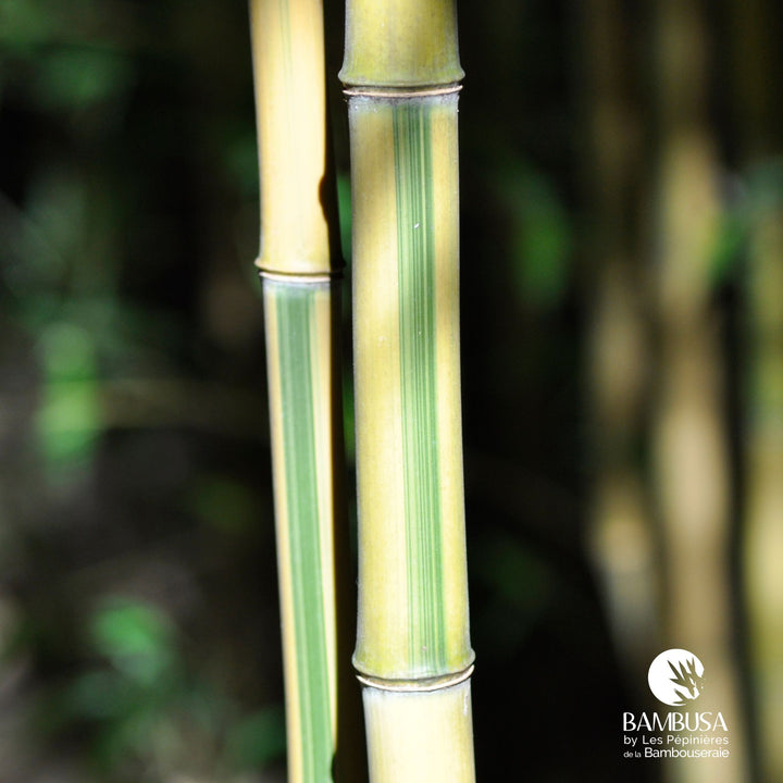 Phyllostachys aureosulcata &