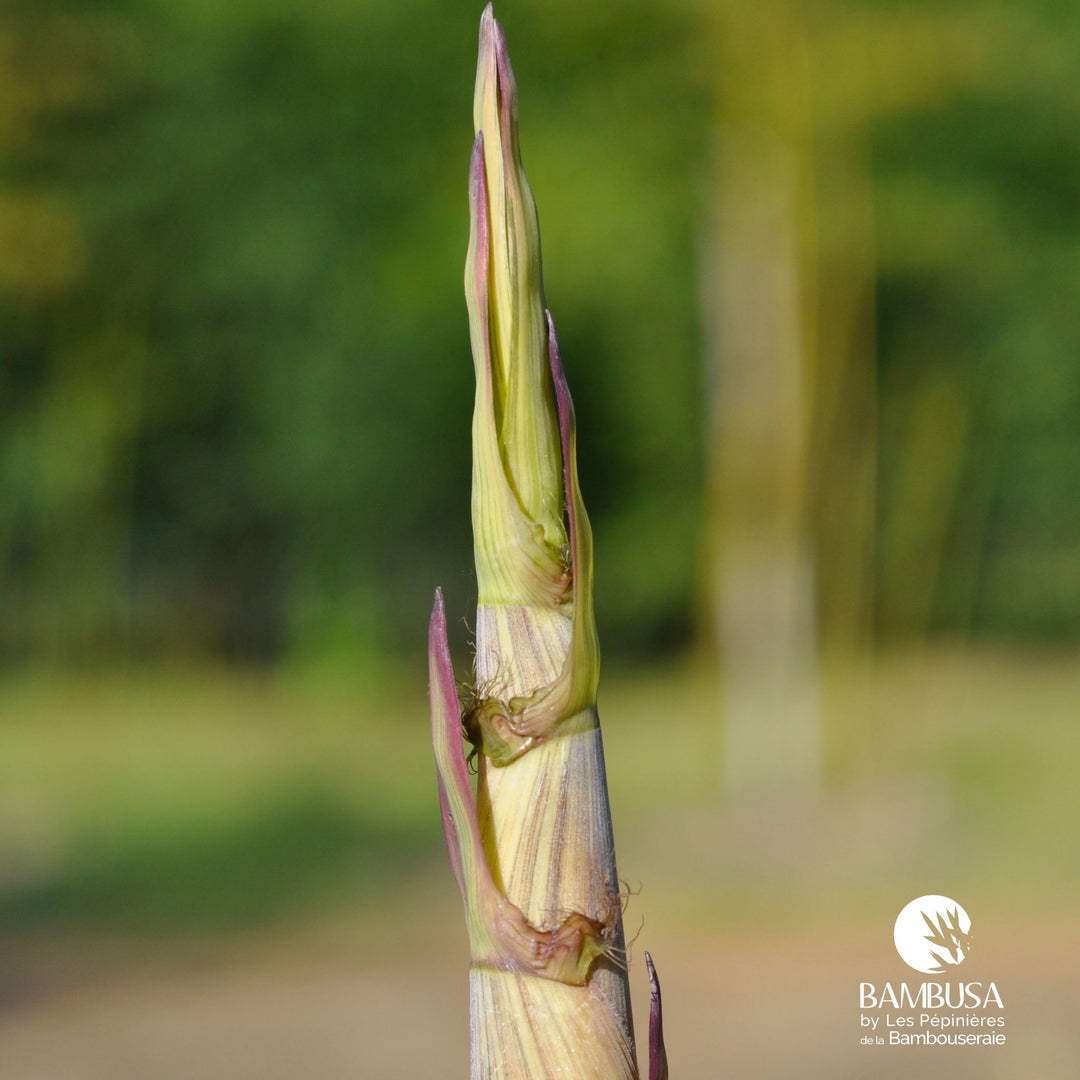 Phyllostachys aureosulcata &