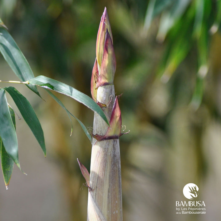 Phyllostachys aureosulcata &