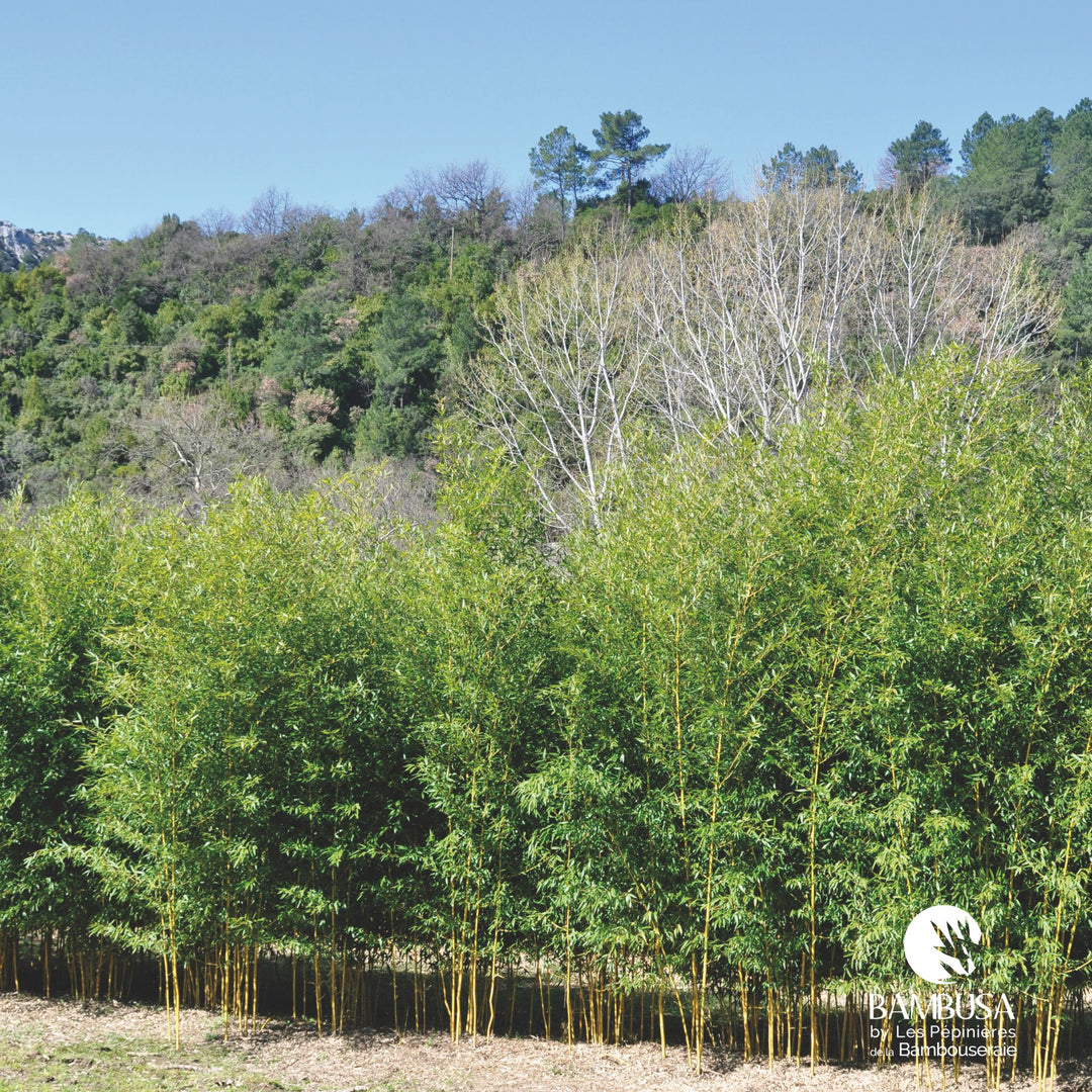 Phyllostachys aureosulcata &