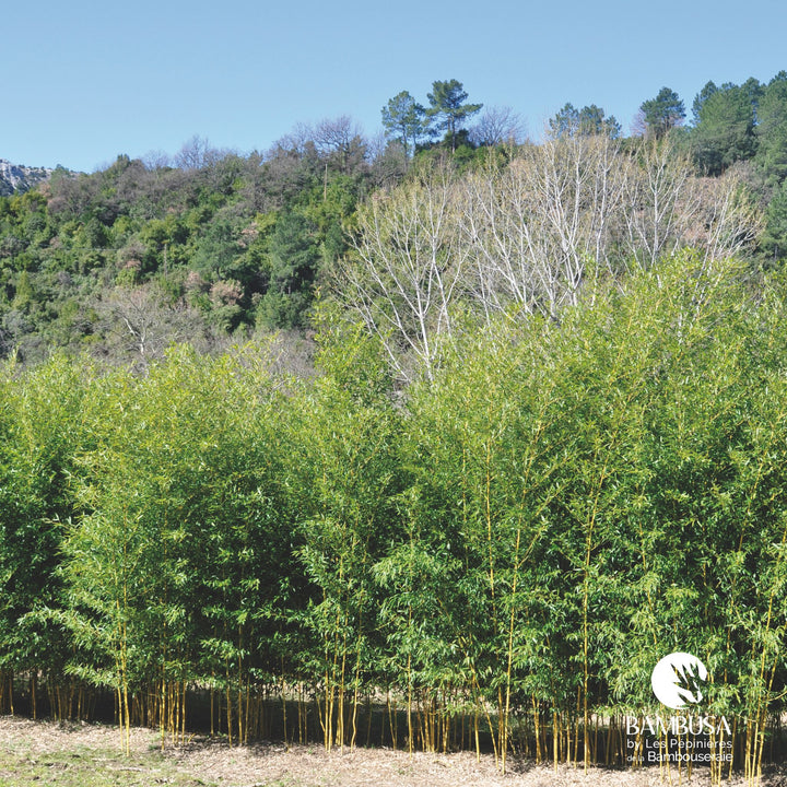 Phyllostachys aureosulcata &
