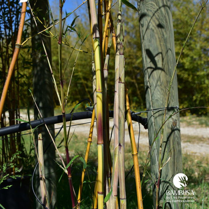 Phyllostachys aureosulcata &