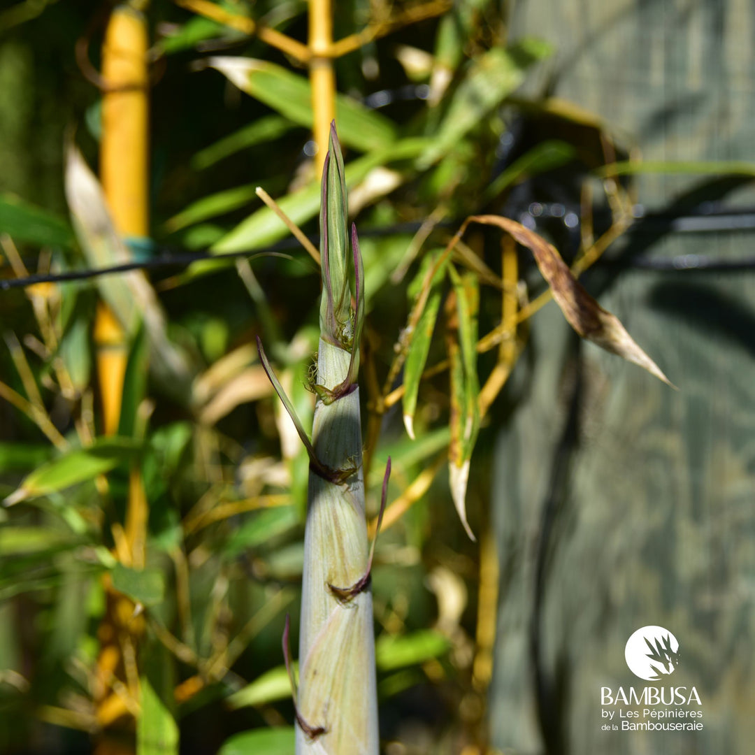 Phyllostachys aureosulcata &