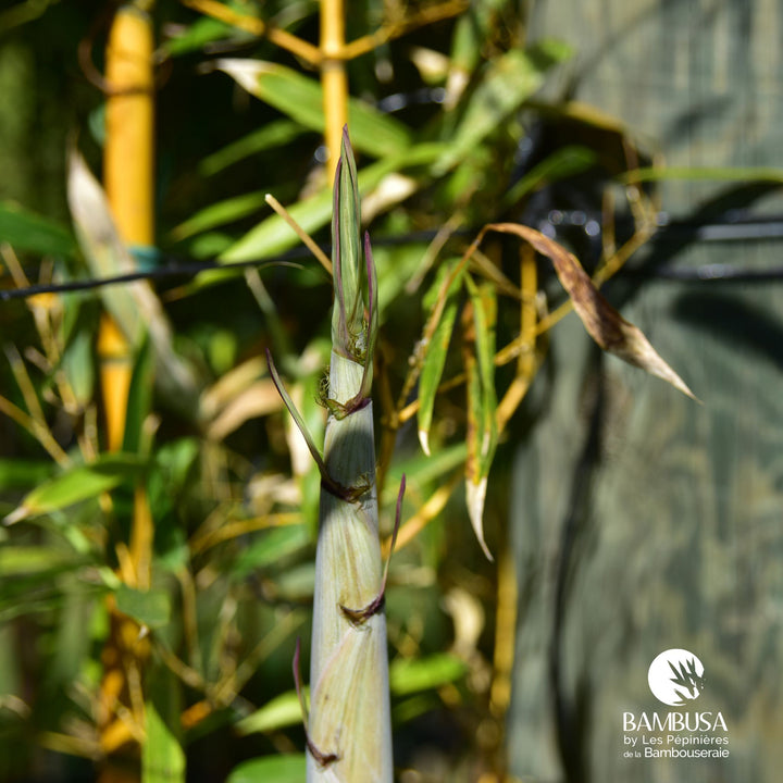 Phyllostachys aureosulcata &