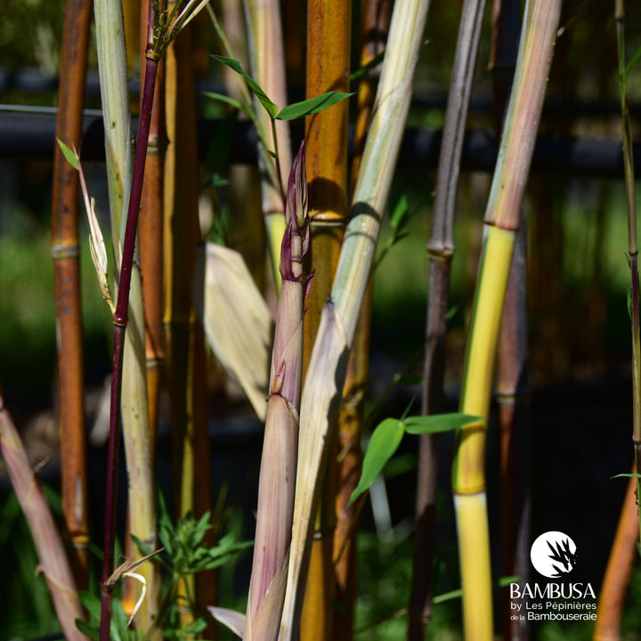 Phyllostachys aureosulcata &