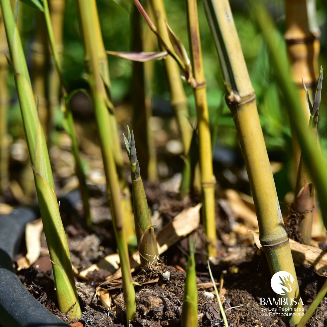 Phyllostachys aureosulcata &