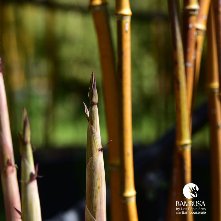 Phyllostachys aureosulcata &