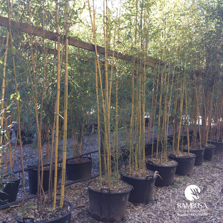 Phyllostachys aureosulcata &