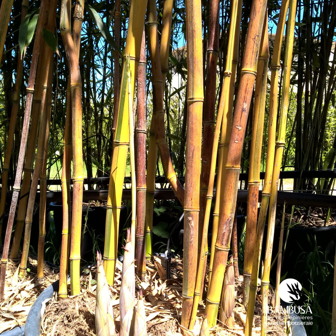 Phyllostachys aureosulcata &