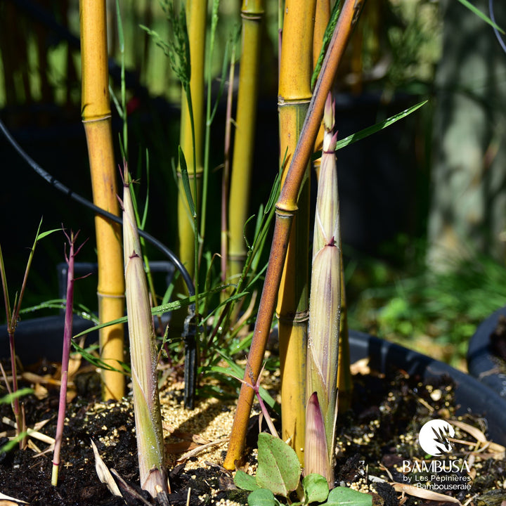 Phyllostachys aureosulcata &