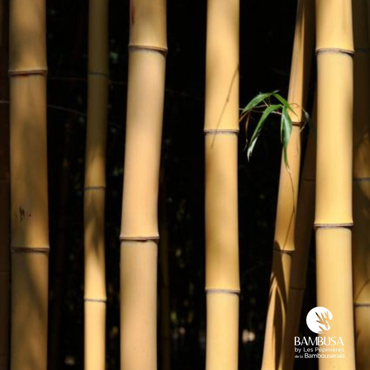 Phyllostachys bambusoides &