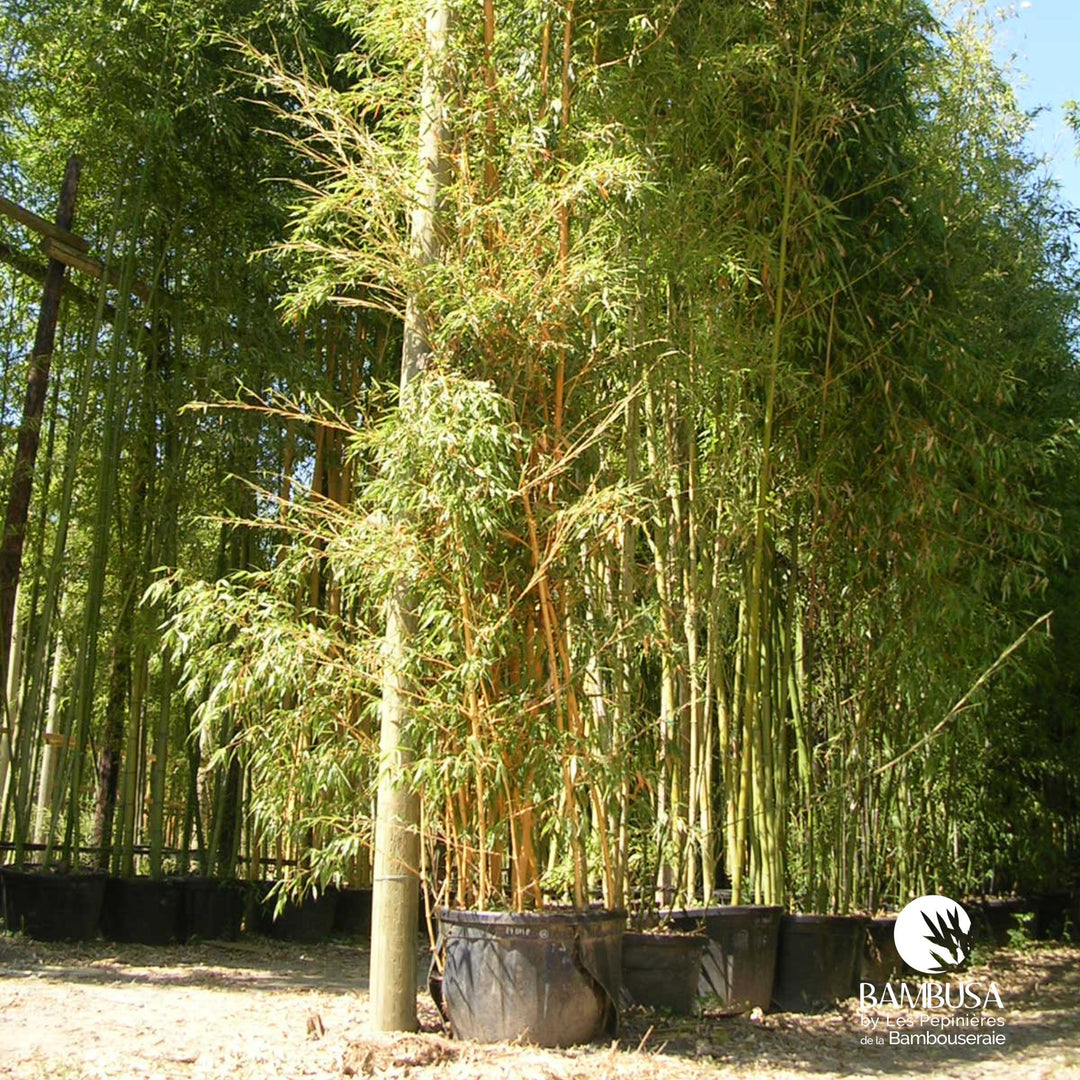 Phyllostachys bambusoides &