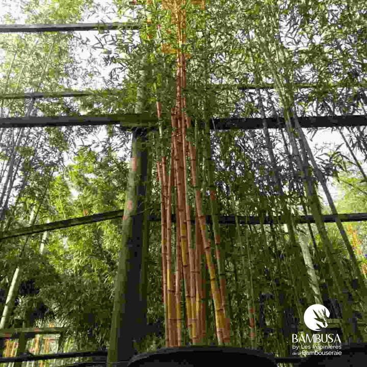 Phyllostachys bambusoides &