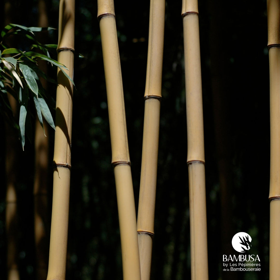Bambou géant du Japon &