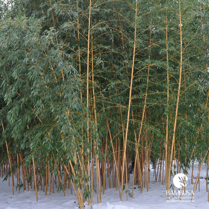 Phyllostachys bambusoides &