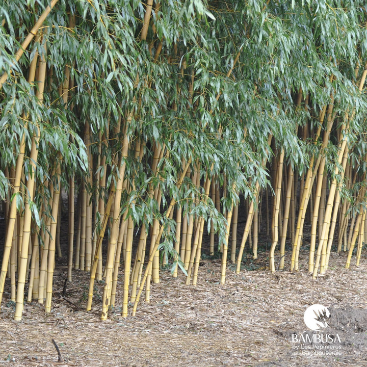 Phyllostachys bambusoides &