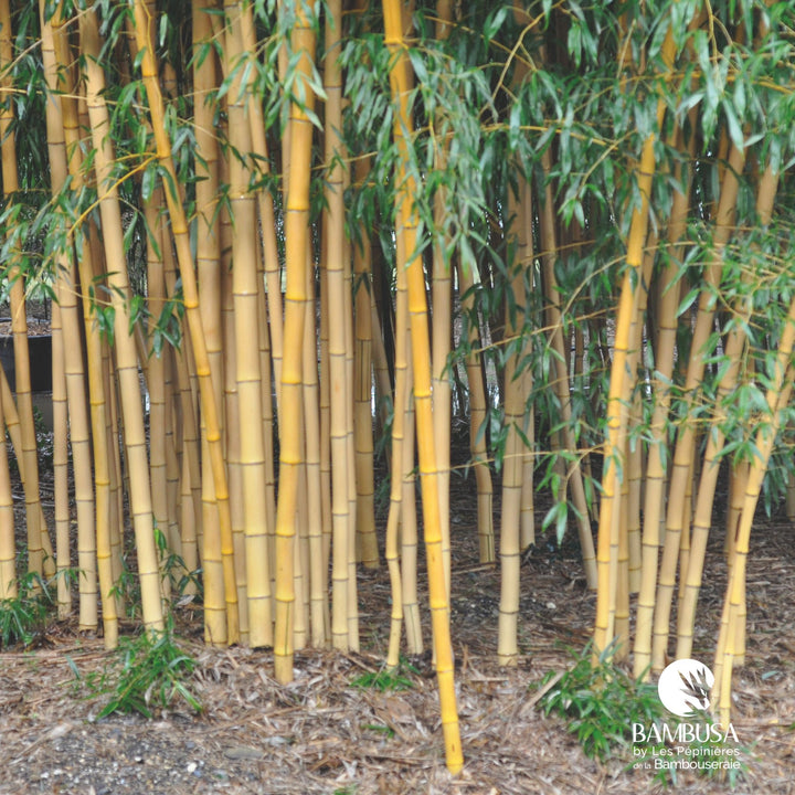 Phyllostachys bambusoides &