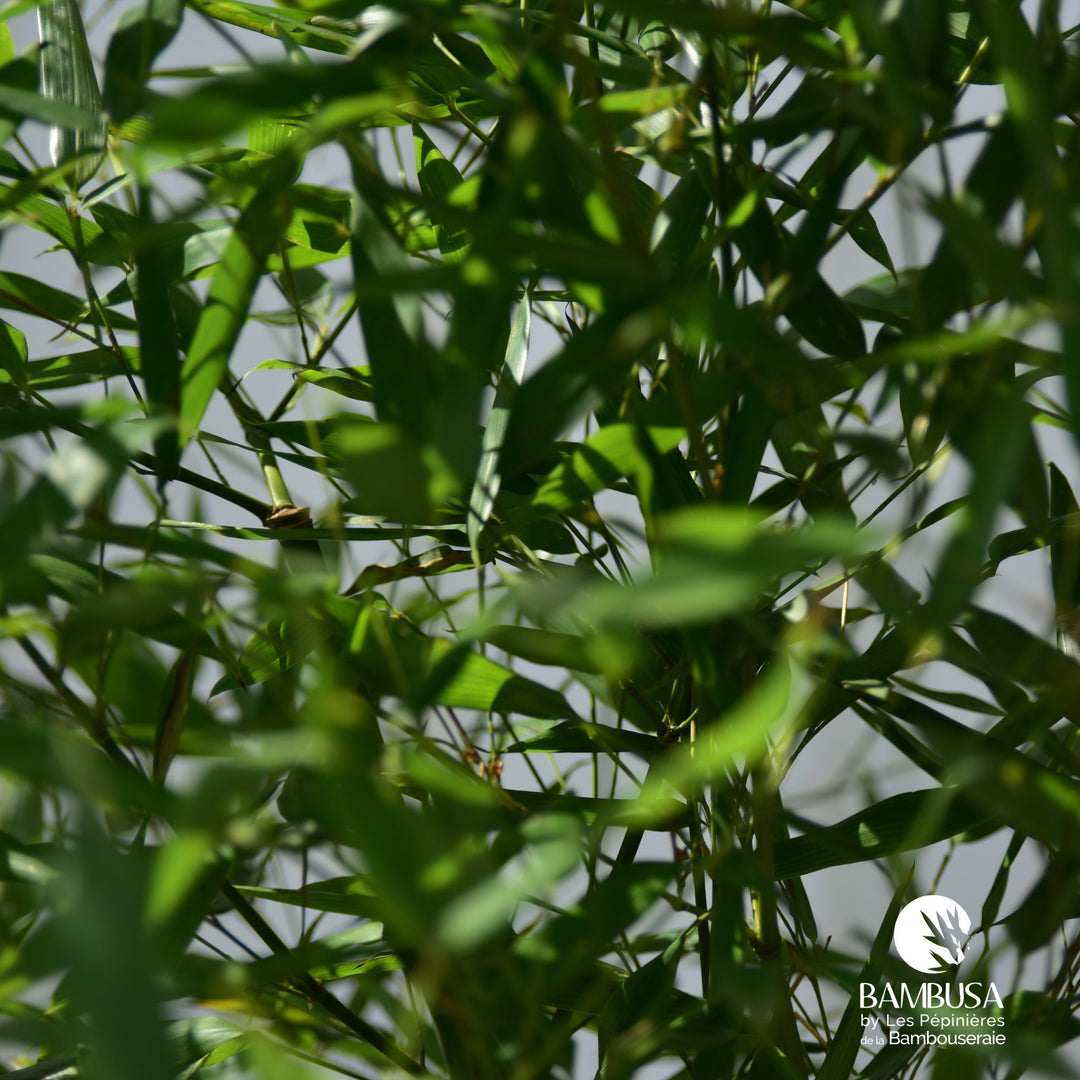 Phyllostachys bissetii en pot, livré prêt à planter