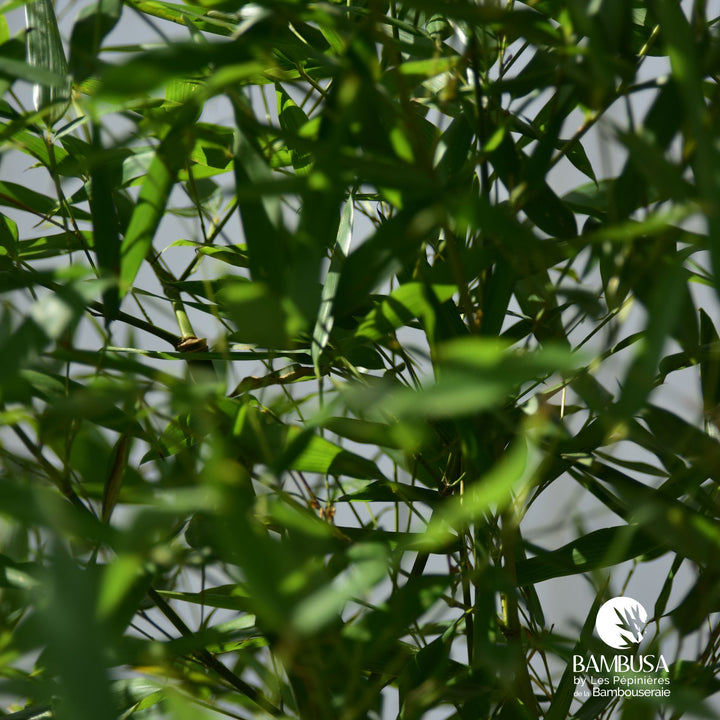 Phyllostachys bissetii en pot, livré prêt à planter