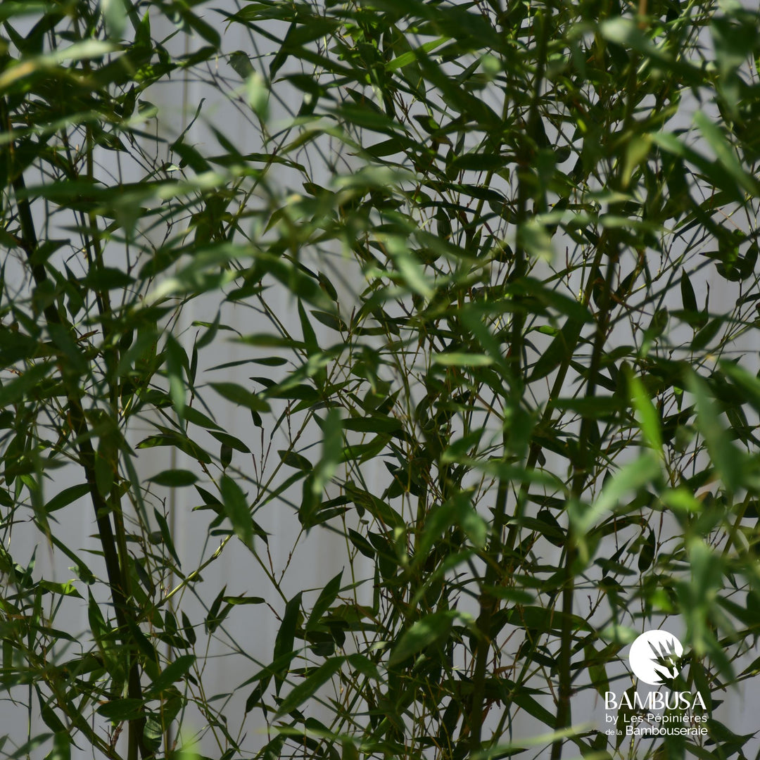 Phyllostachys bissetii — pépinière Bambusa