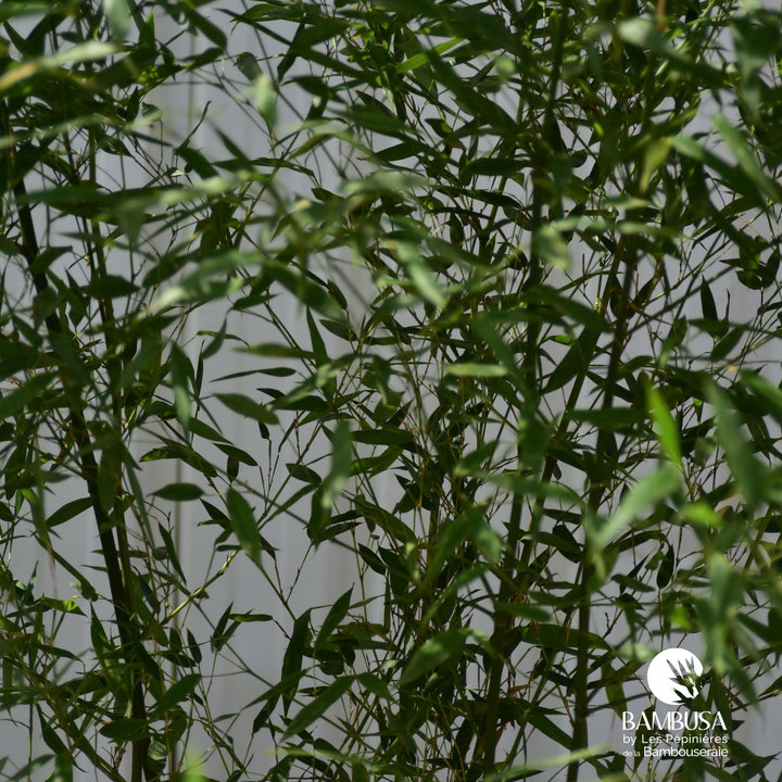 Phyllostachys bissetii — pépinière Bambusa