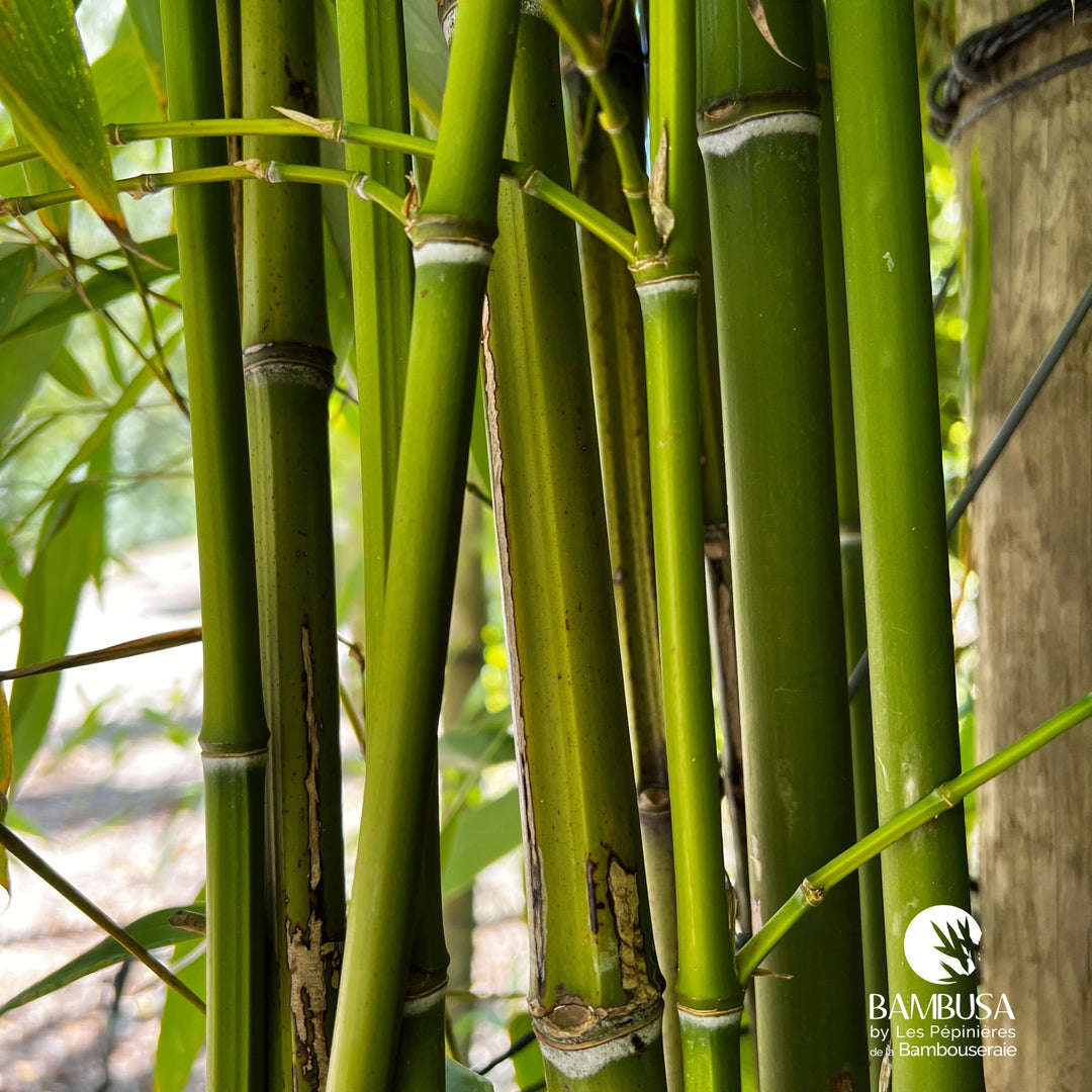 Phyllostachys bissetii — photo 13