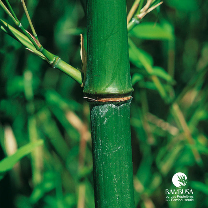 Phyllostachys bissetii aux chaumes verts — photo 14